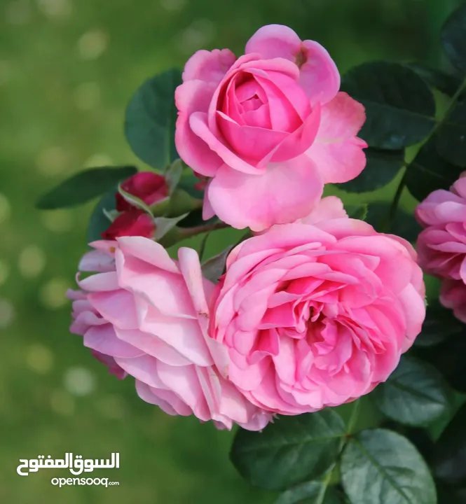 السلام عليكم مطلوب جاج باكستاني   لون اسود احمر في  المفرق