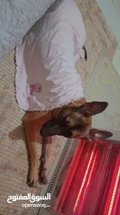 جراو مالينوا الأصل  للبيع  عمر عشرين يوم