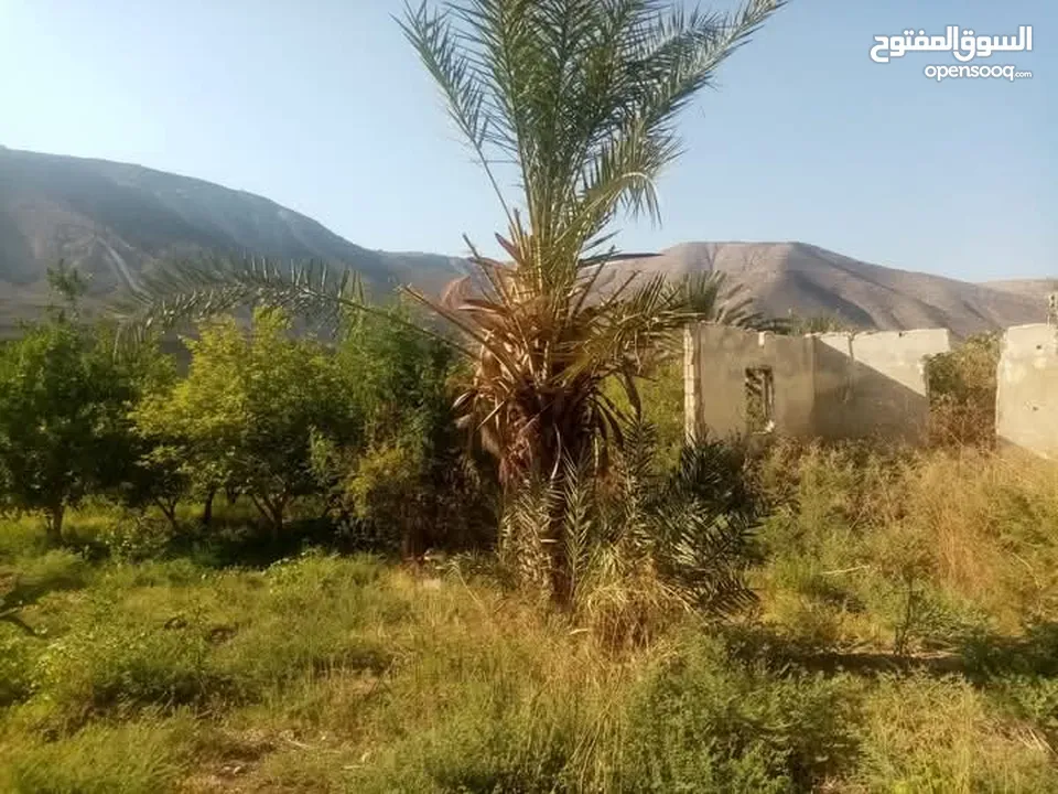 ارض للبيع في الحمه الاردنيه مزروع جوافه وكل انواع الحمضيات بثلاثه قواشين مستقلات ومتلاصقات لمالك واح