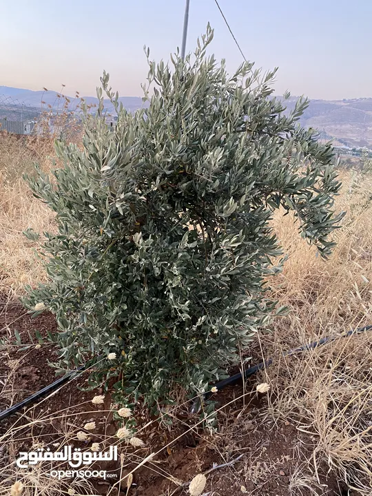 قطعه ارض في النصاريه