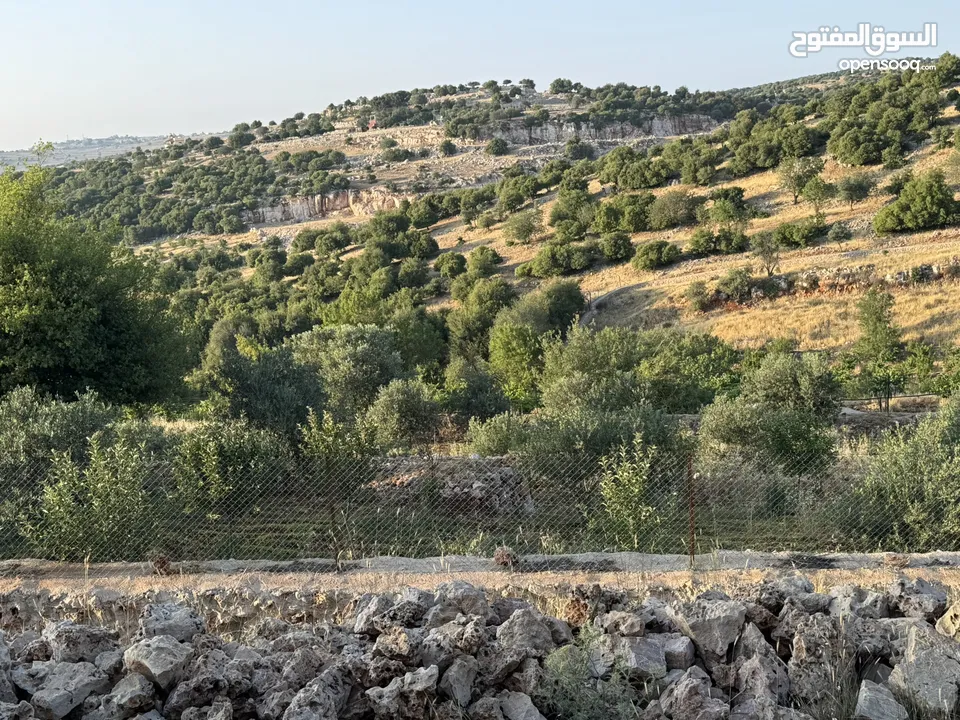 مزرعه للبيع / عجلون / رأس منيف