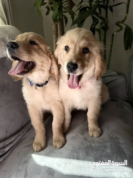 For Sale Puppies Golden Retriever للبيع جولدن ريتريڤر بيور - العمر شهرين ونص