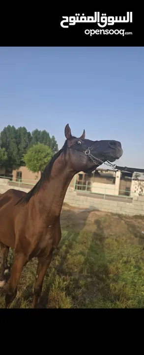 فحل سلالة أساطير الجمال الشقب