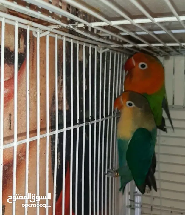 love birds and fischers breeders with cage and nest box