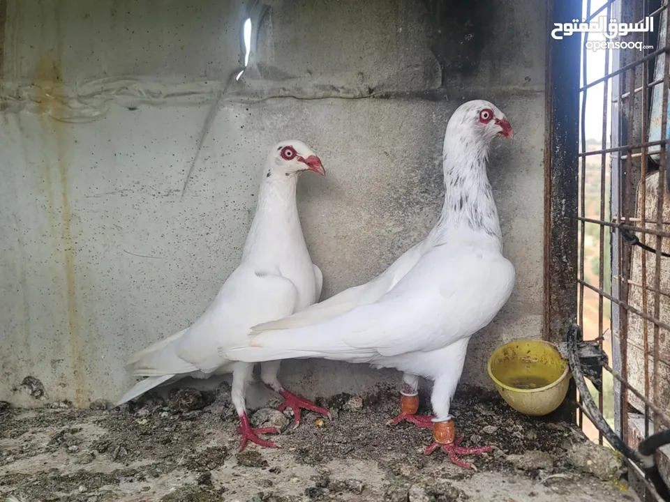موجود 3 جواز وفحل سلافر نخب بسعر حرق