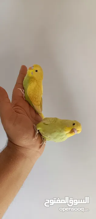 طيور حب نوعيه ممتازه