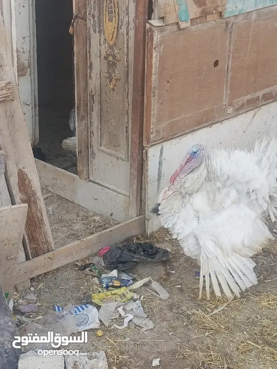 طقم حبش ابيض
