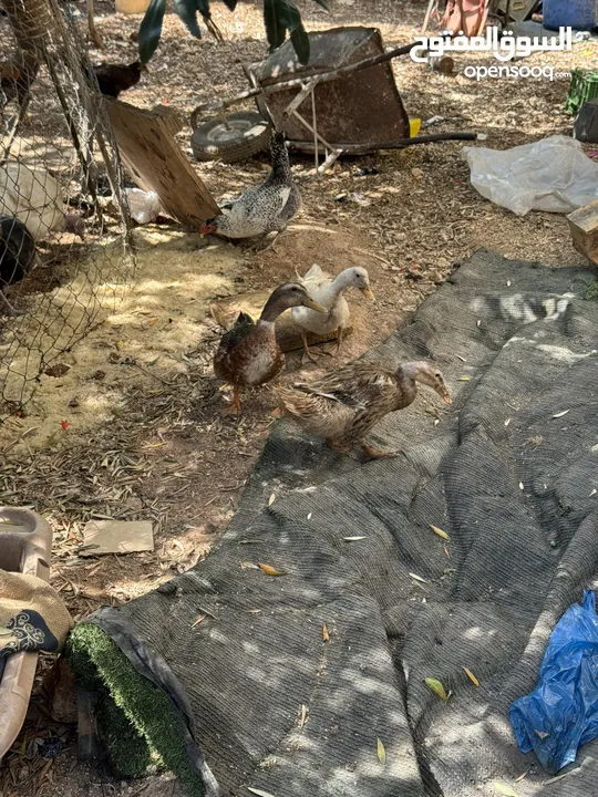 مجموعه طيور للبيع