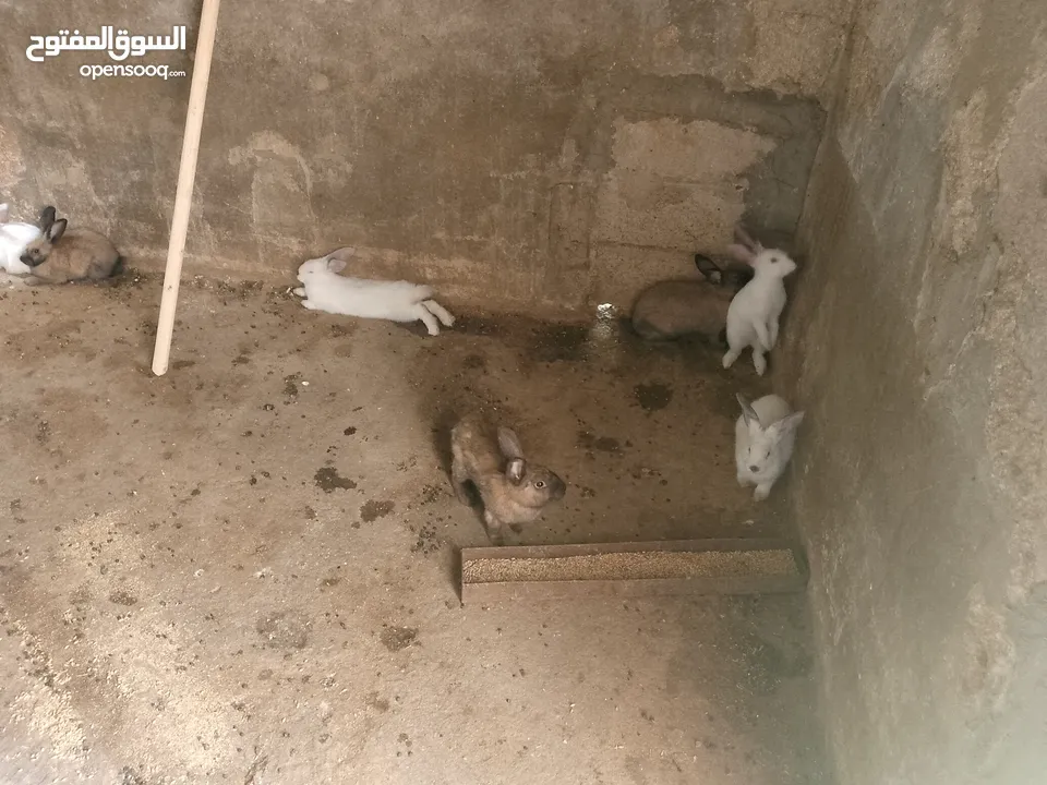 ارانب للبيع فرنسي وبلدي