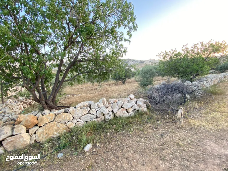 ارض مشجرة واصلها كل الخدمات