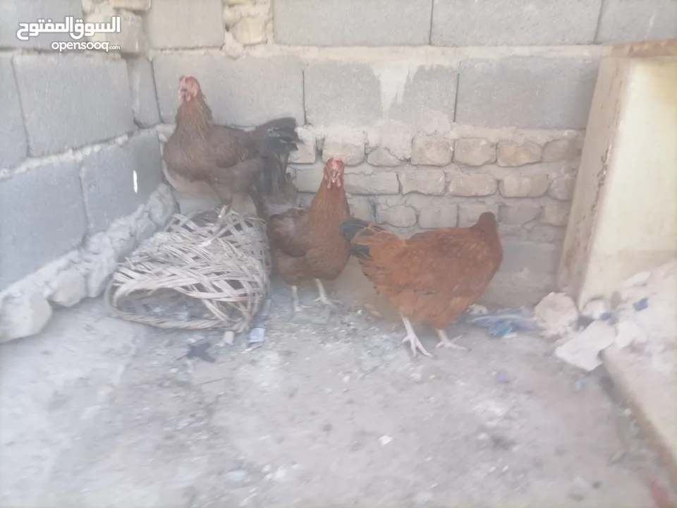 دجاج عرب ب15 التك بياض
