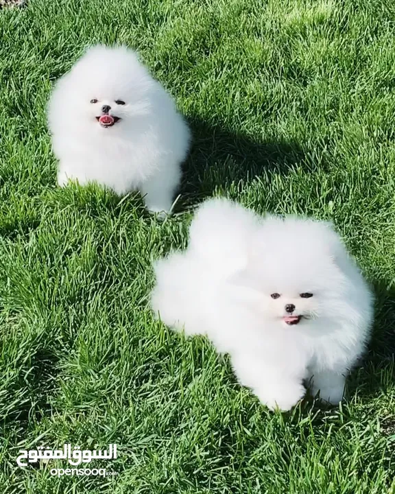 Pomeranian puppies