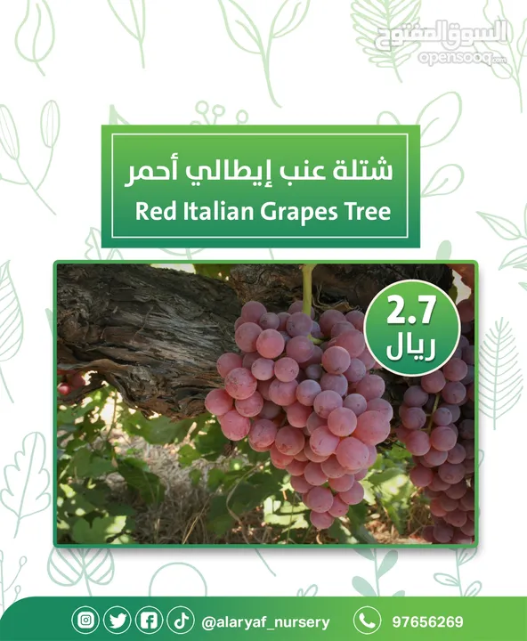 شتلات وأشجار العنب النادرة من مشتل الأرياف أسعار منافسة الأفضل في السوق   انگور  Grapes