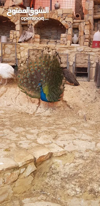 طاووس للبيع مستعجل