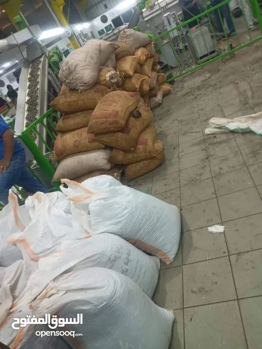 زيت زيتون بلدي بعل رومي زيتون اخضو واسود