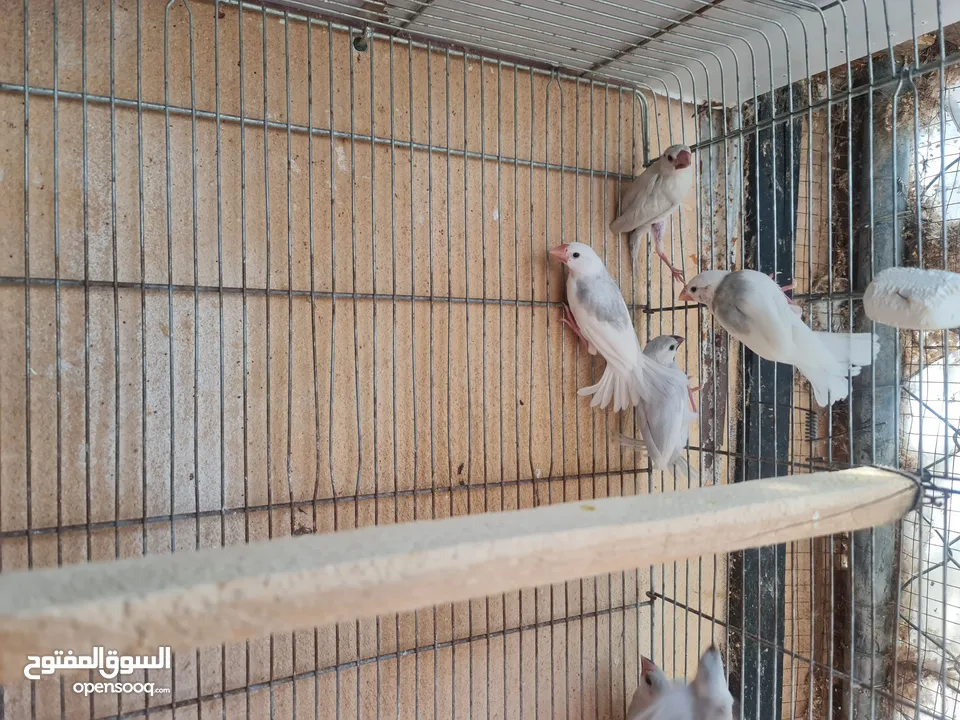 متاح جوزين جاوا مخاليف بايد لون ابيض والمنيوم وجوز لون اسود