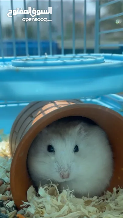 his name is hammy, male has 5 cute baby’s
