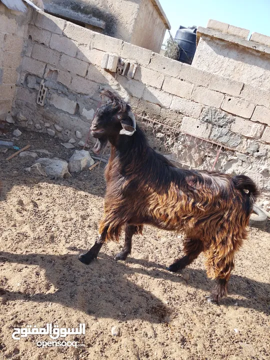 ثني  البيع  كفالة هداد