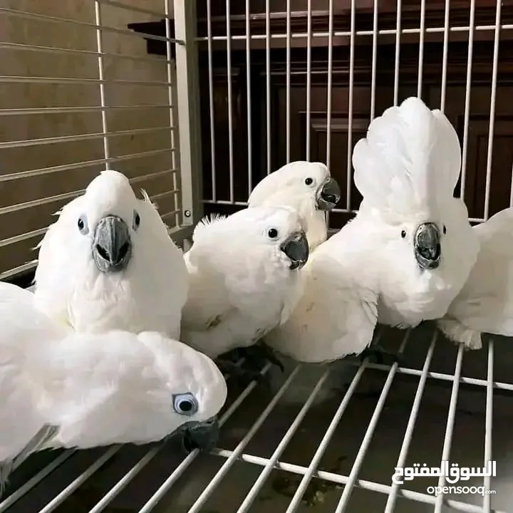 Males And Females Cockatoos.