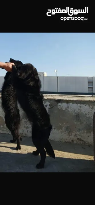 ككلبين نوع جولدن ذكر وانثي بسعر مميز جدا