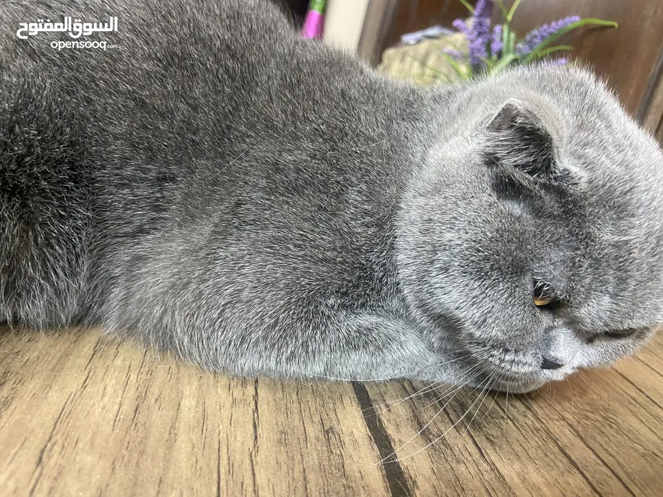 (Scottish Fold Silver Shaded Point Male 5 months - Scottish Fold Grey Female 9  months)