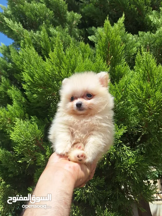 بومارينيان تيكب أصغر حجم مستوى عالي جدا pomeranian t_cup