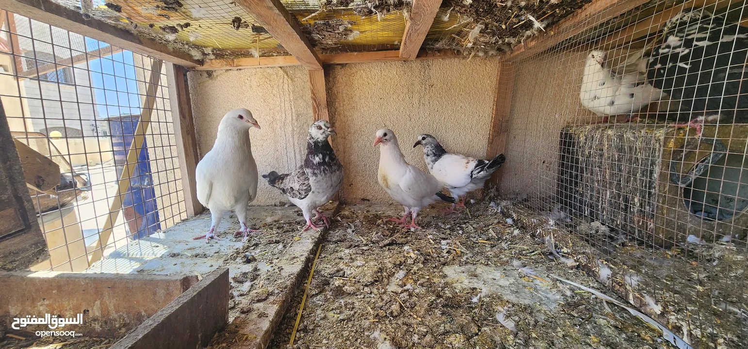 زوج حمام مالطي مع فراخه