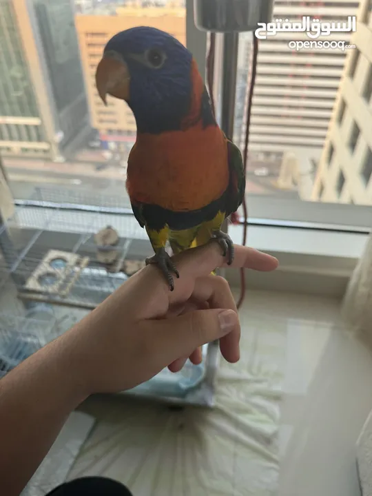 Lovely rainbow lorikeet trained and can do some tricks