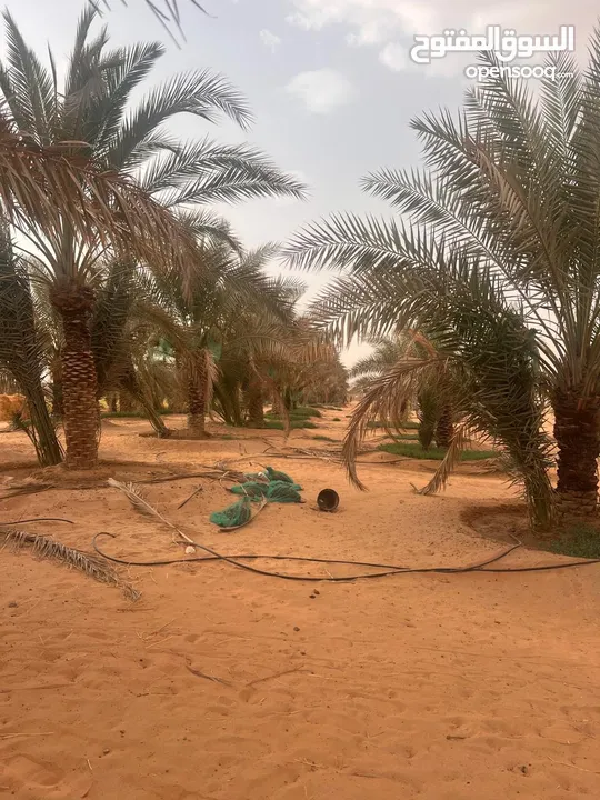 مزرعه جاهزة للبيع السعر نهائي