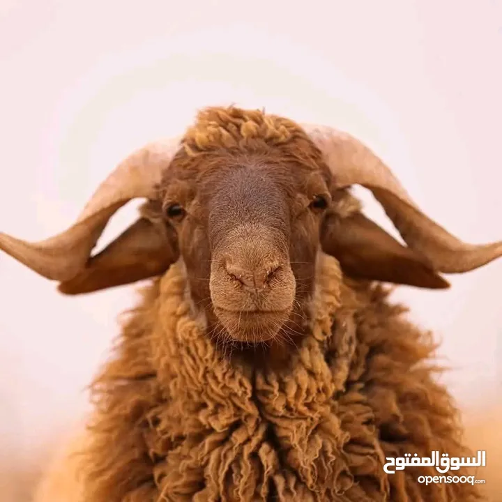 لحام متنقل