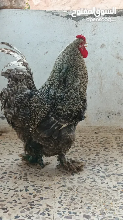 ديوك براهما بيور