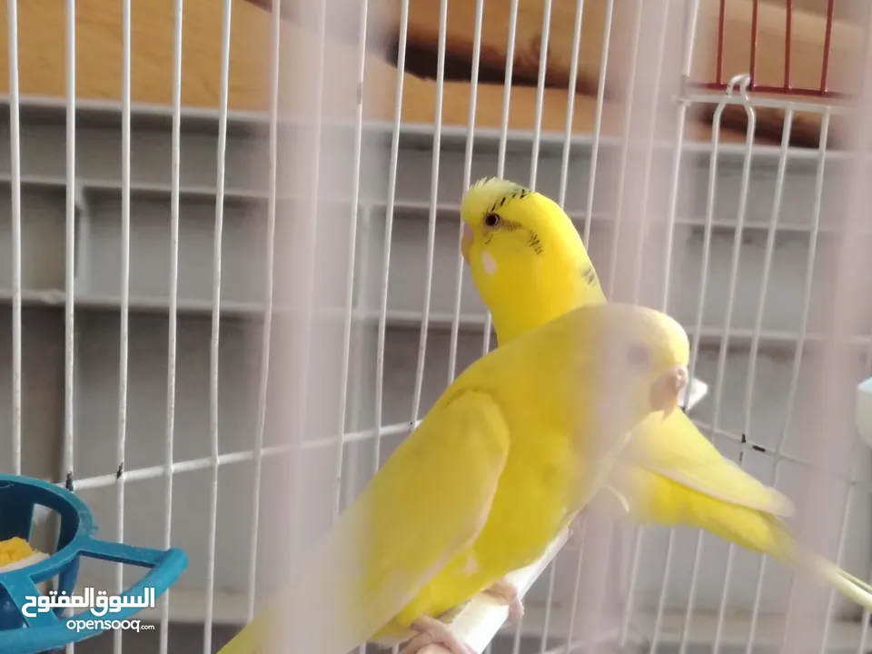 جوز حب تحتيه 6 بيضات مع القفص
