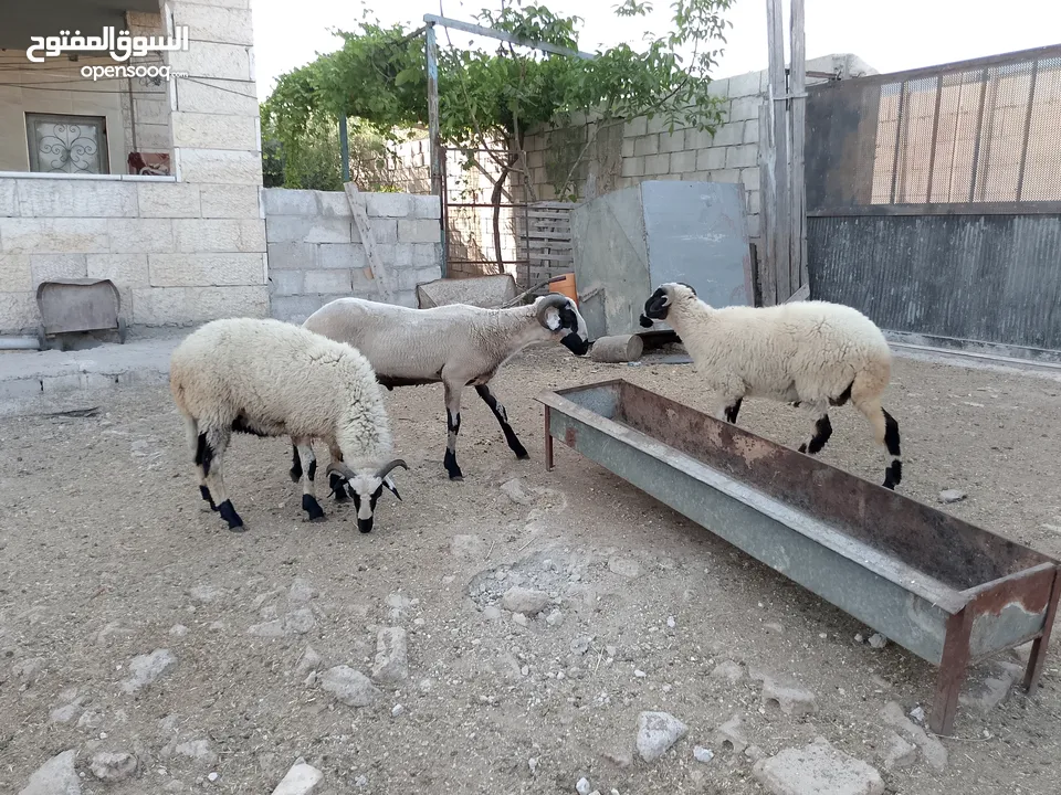 خرفان أضاحي قبرصي للبيع