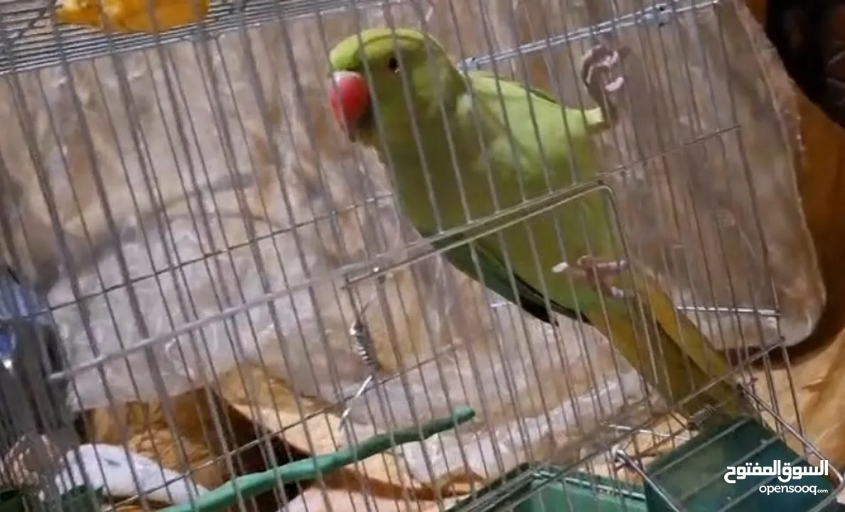 ببغاء دره مطوق