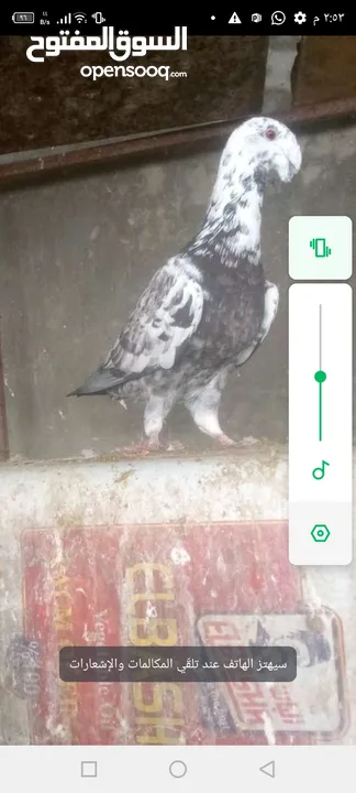 مطلوب طيره هومراي بيضاء