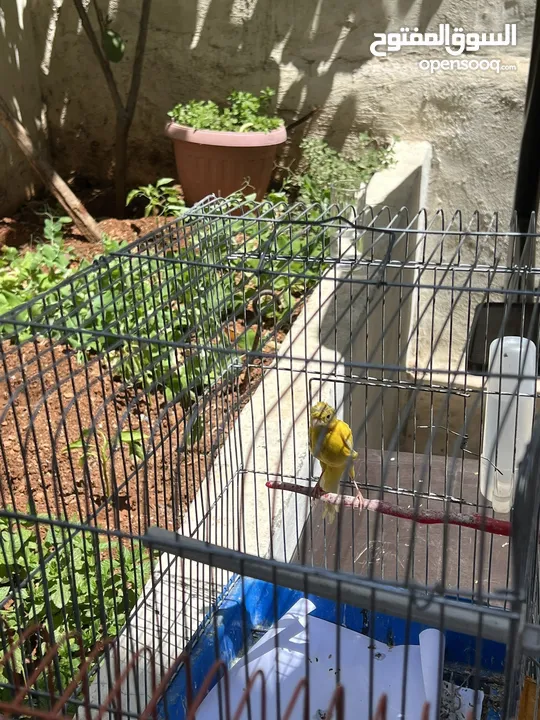ثلث حبات كنار