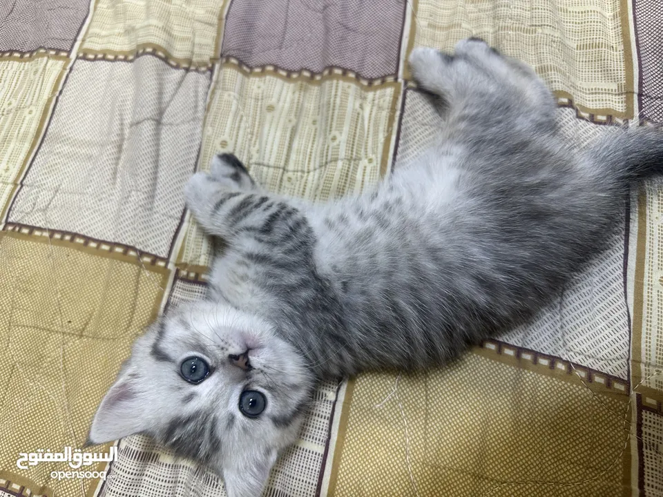 سكوتش فولد وستريت