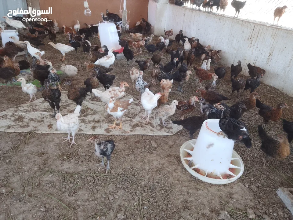 omani chickens for sale