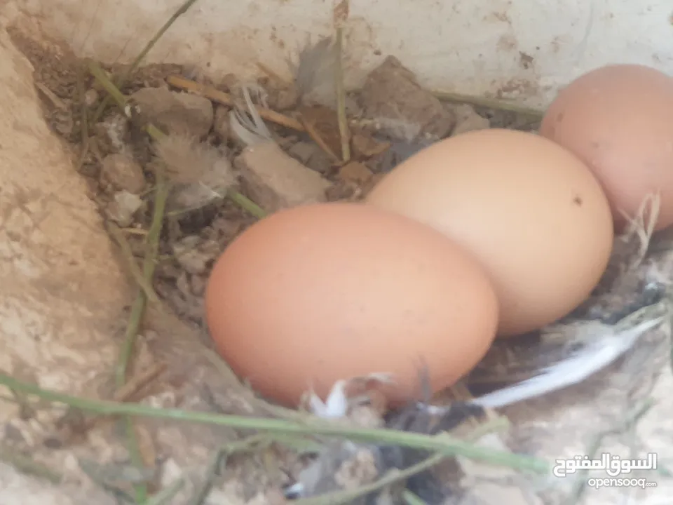 للبيع دجاج الهولندي الفاخر الاصل الحجم الضخم منتج يومي وحجم البيض كبير الحجم البيض الاحمر