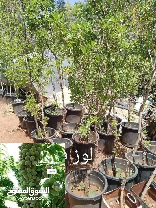 مشاتل الرويال لزراعه ومتابعه الاشجار