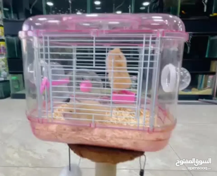 هامستر واقفاص الهامستر