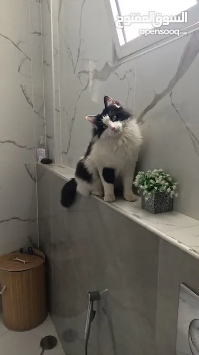 قط مكس  مع الأغراض