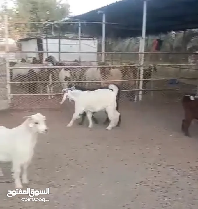 ذبايح للبيع