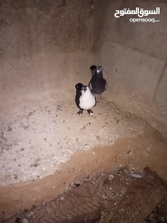 متاح طواير حلوات شغلات مكفولات شغل كينه شغل ماشاء الله