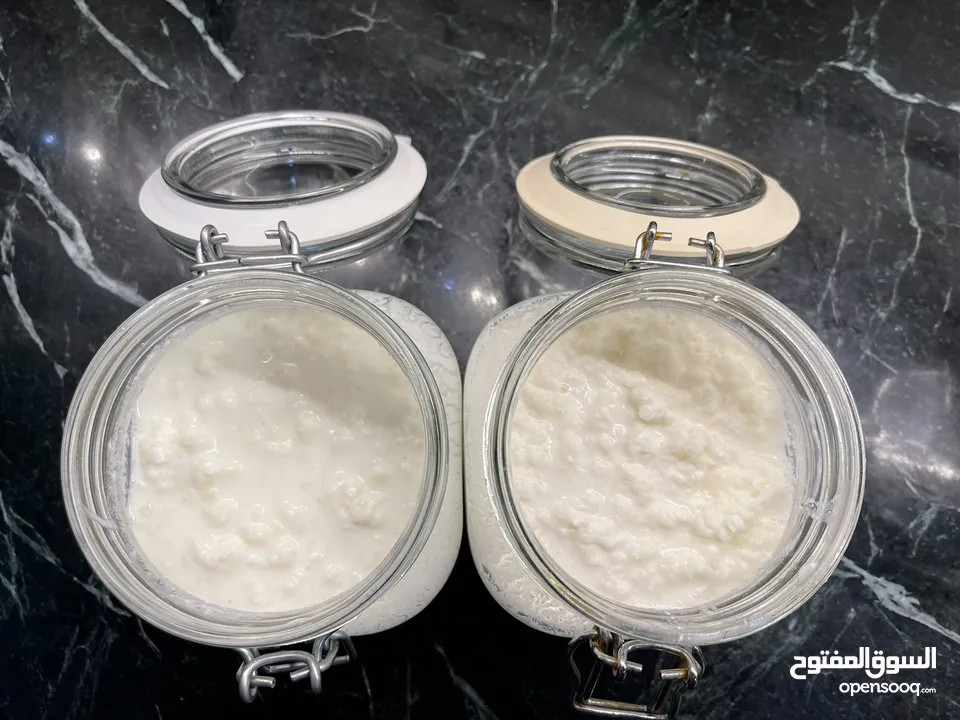 للبيع فطر هندي طازج ( كيفر / كفير )  Fresh Kefir grains for sale