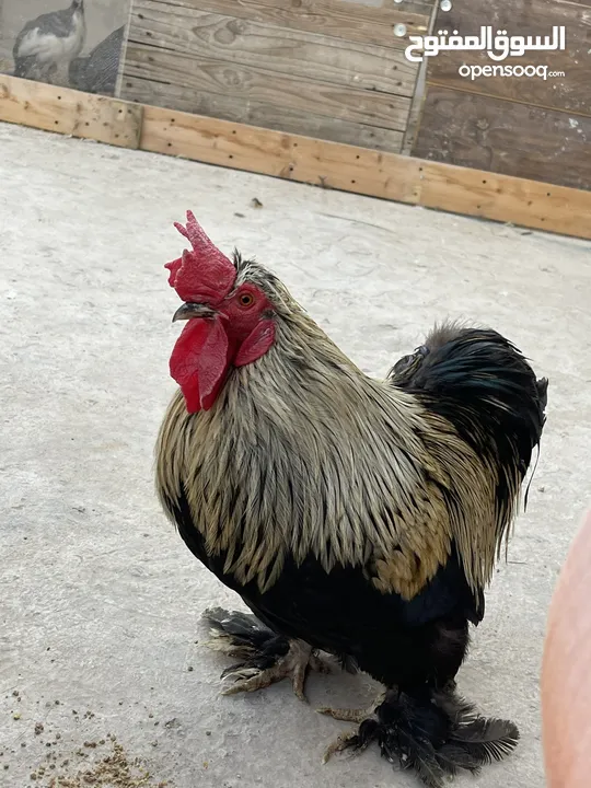 جوز كتشينا عمر 11 شهر