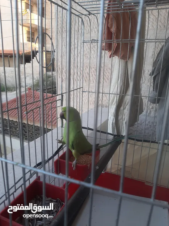 ببغاء الدرة بحاله جيدة جدا