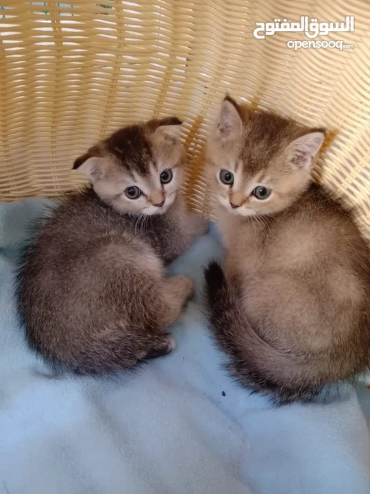 Pure Golden British kitten