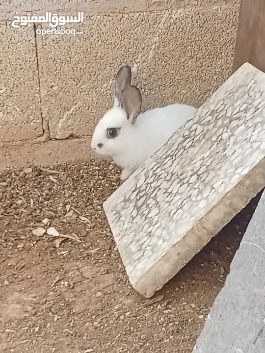 ارانب للبيع بسعر مغري