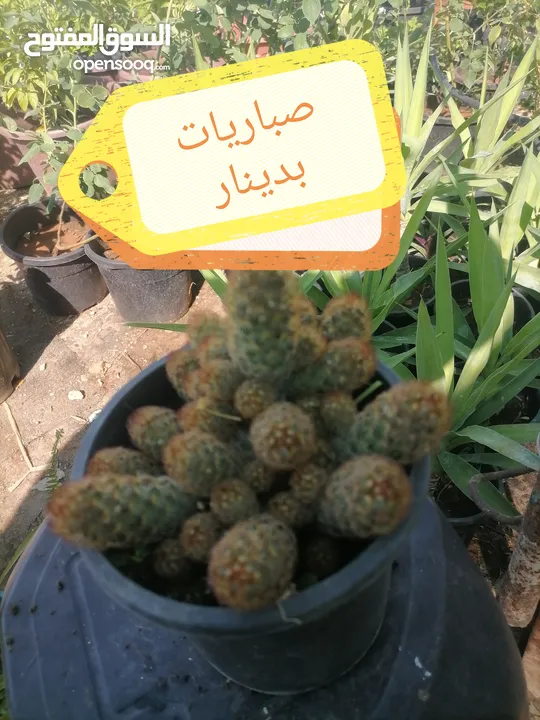 اشتال للبيع يتوفر اشتال منوعه وجميله
